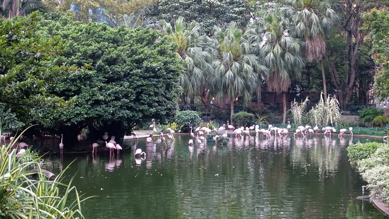 2017-04-14_180602 china-2017.jpg - Hongkong - Kowloon-Park